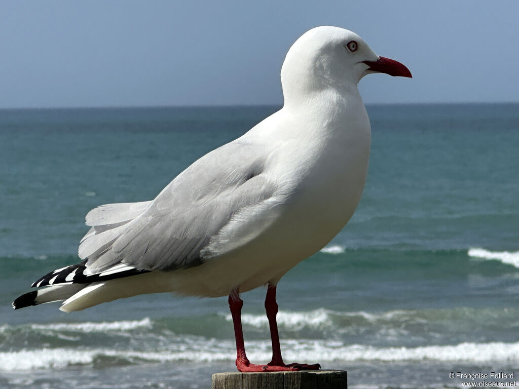 Mouette scopuline