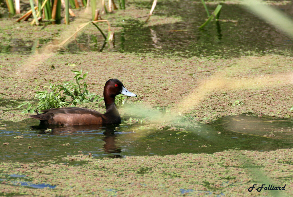 Nette bruneadulte, identification