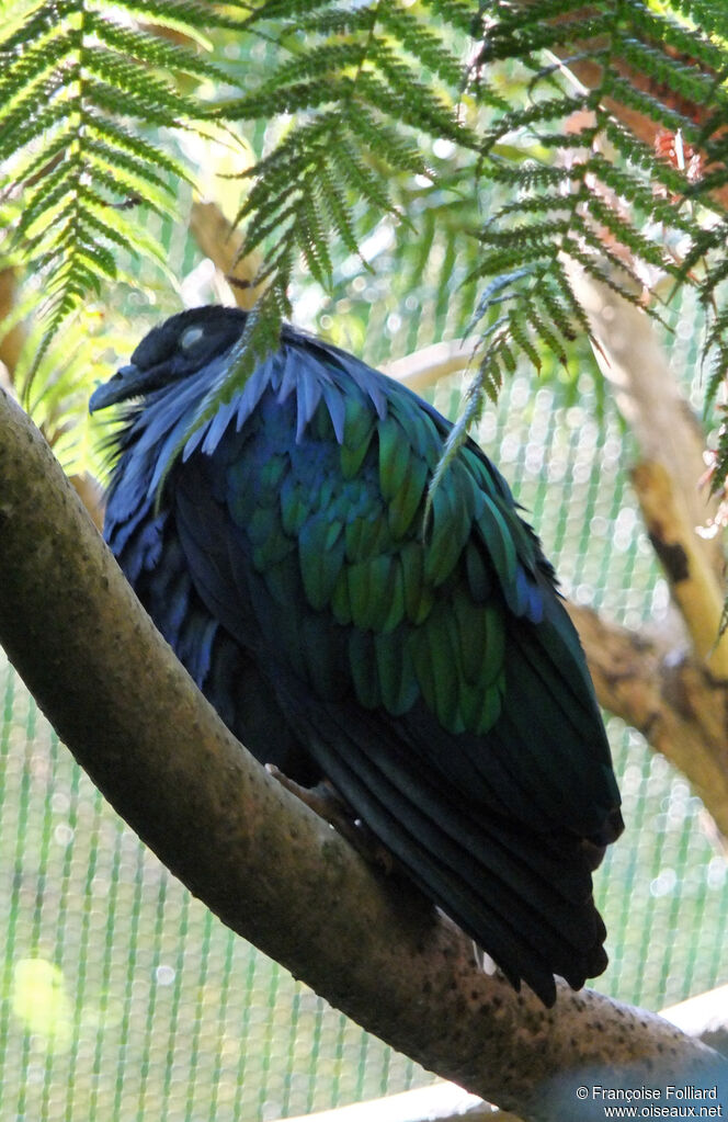 Nicobar à camail, identification