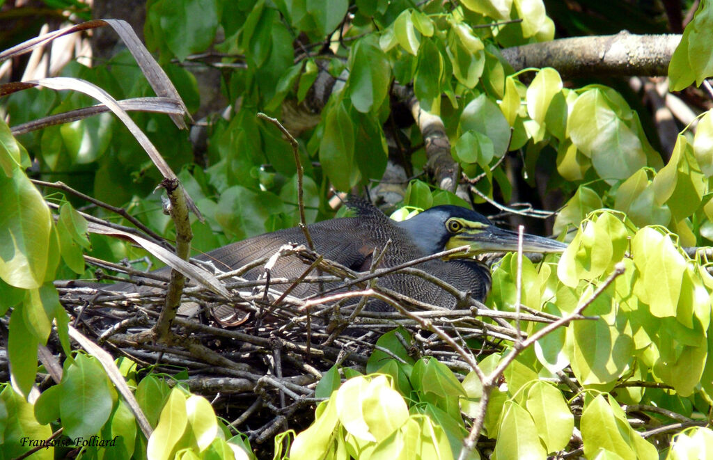 Bare-throated Tiger Heronadult, Reproduction-nesting