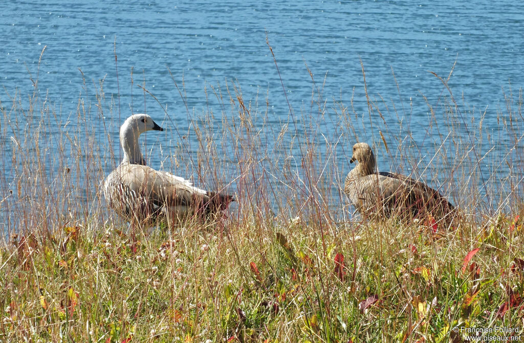 Upland Gooseadult