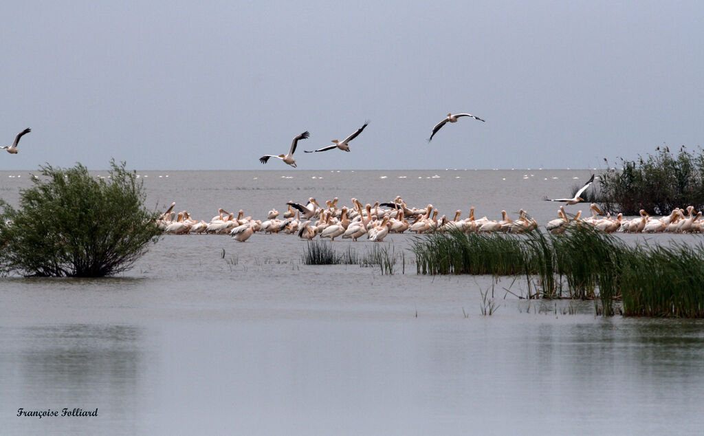 Great White Pelicanadult, identification, Behaviour