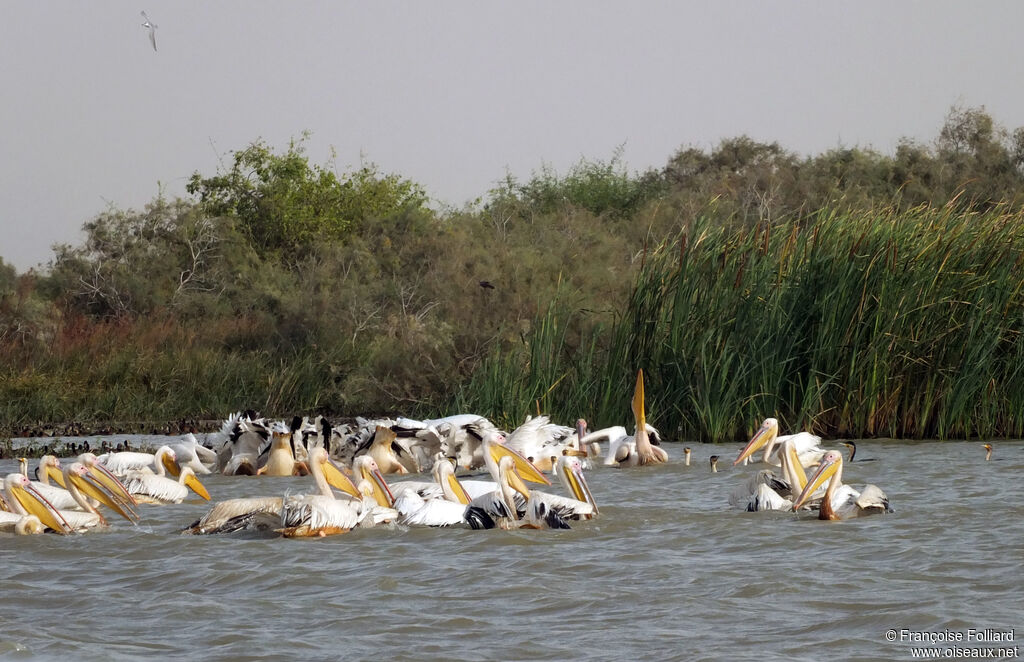 Pélican blanc, pêche/chasse