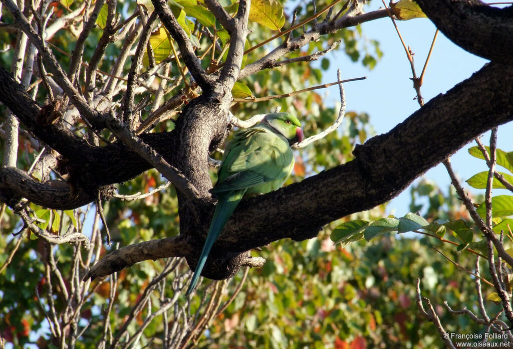 Rose-ringed Parakeet, identification
