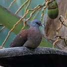 Pigeon de Madagascar
