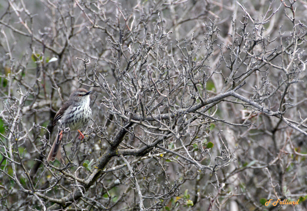 Prinia du Karrooadulte, identification