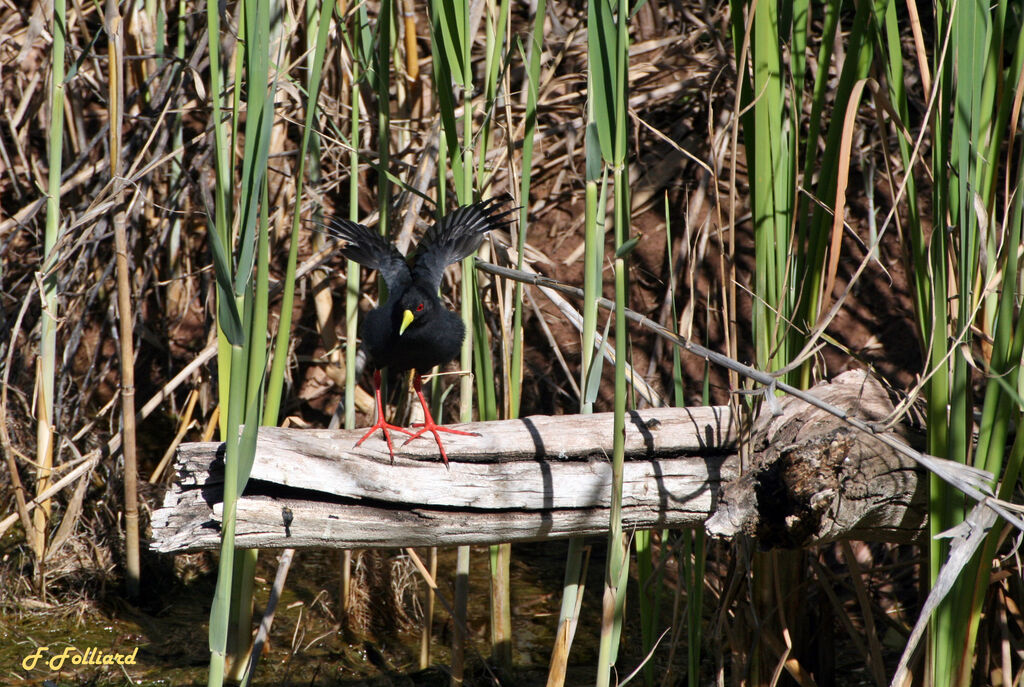 Black Crake, identification