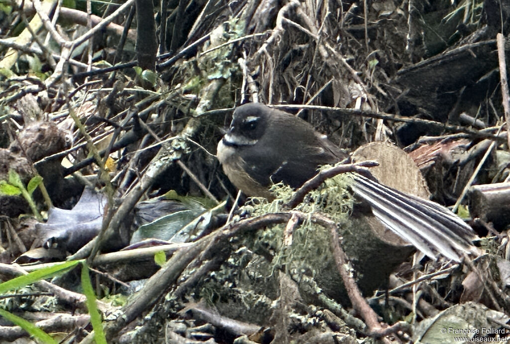 Rhipidure à collier