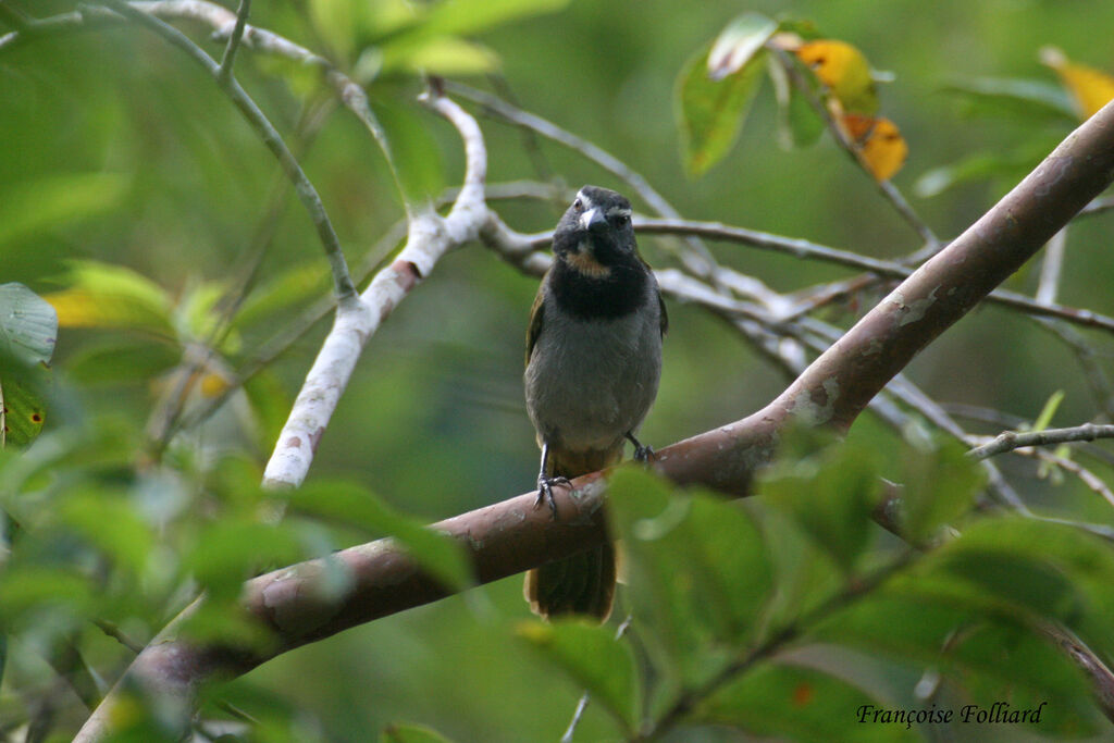 Buff-throated Saltatoradult, identification