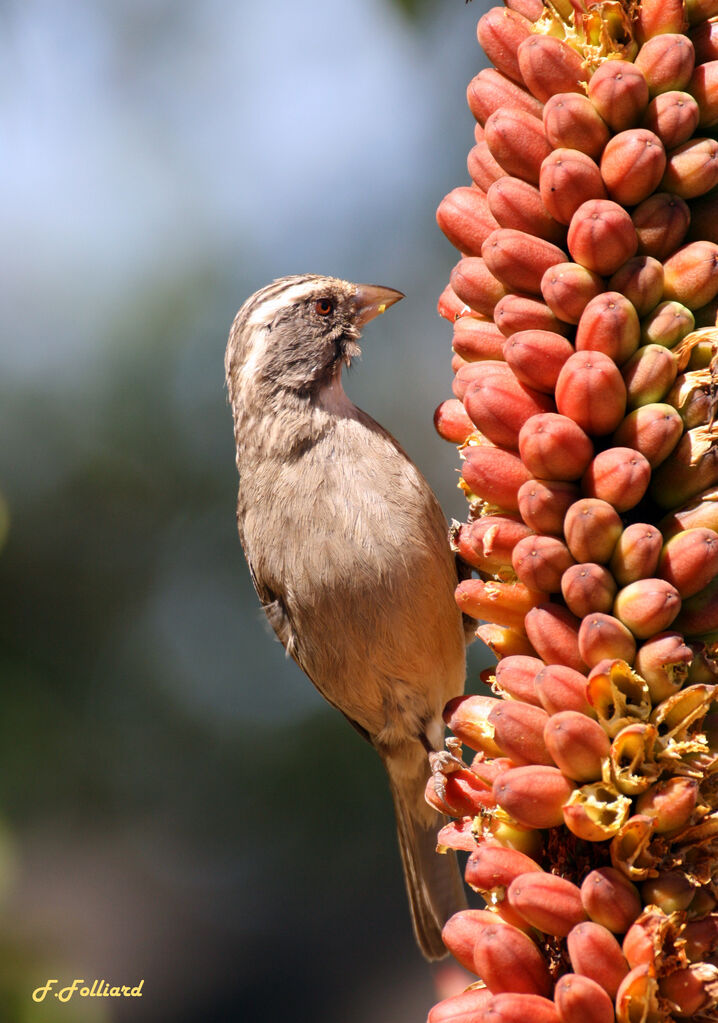 Streaky-headed Seedeateradult, identification