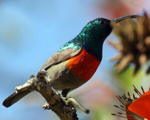 Souimanga à plastron rouge