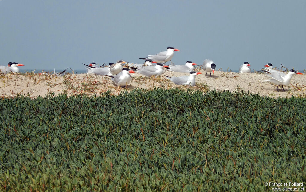 Caspian Tern