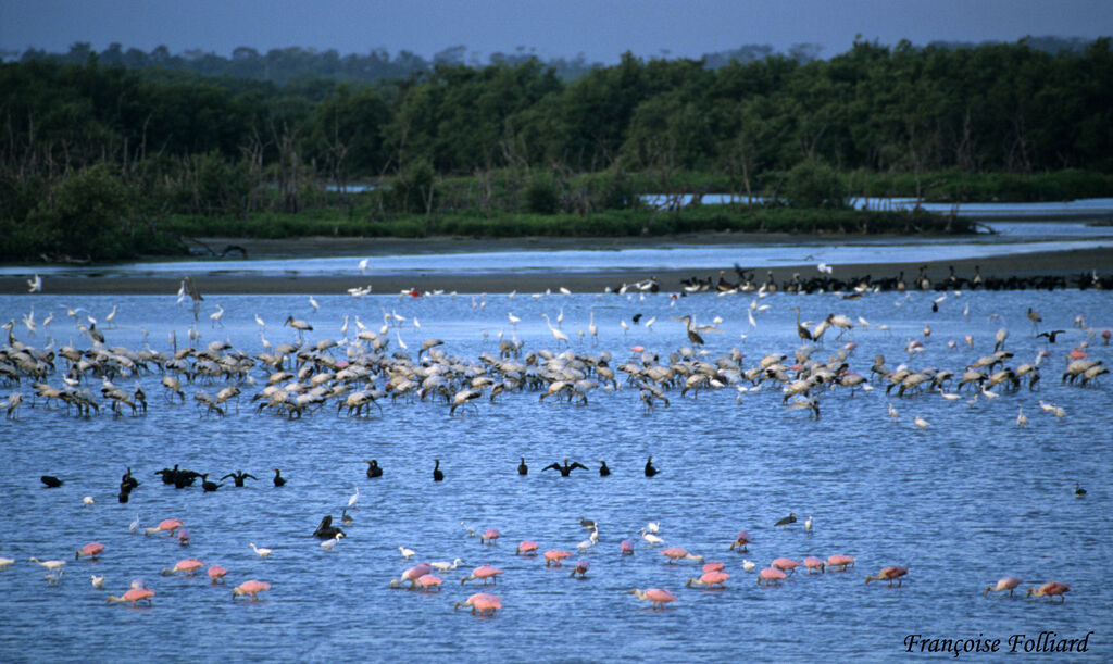 Wood Stork, identification, feeding habits