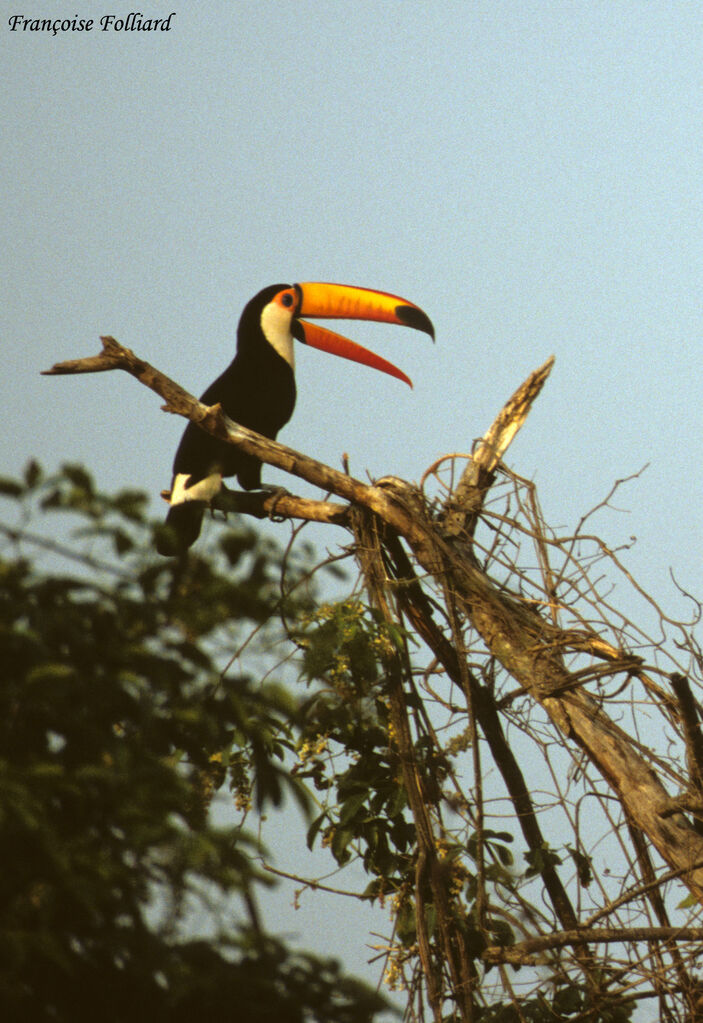 Toucan tocoadulte, identification