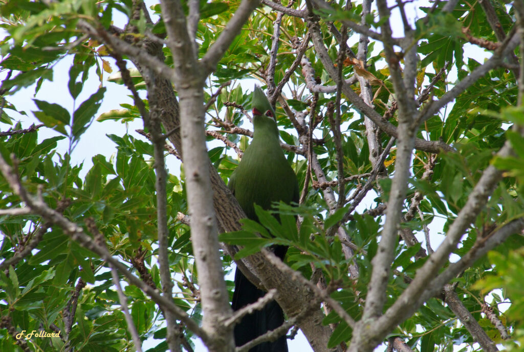 Knysna Turacoadult, identification