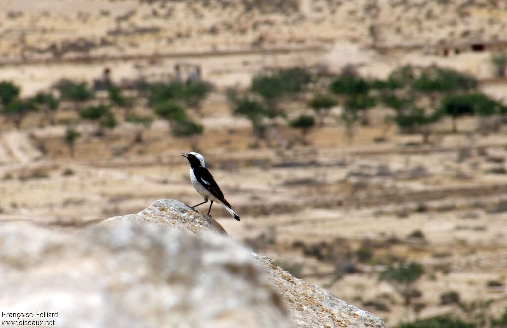 Mourning Wheatear male adult, habitat, pigmentation
