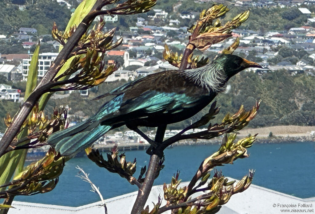 Tui cravate-frisée - Méliphage tui<br />