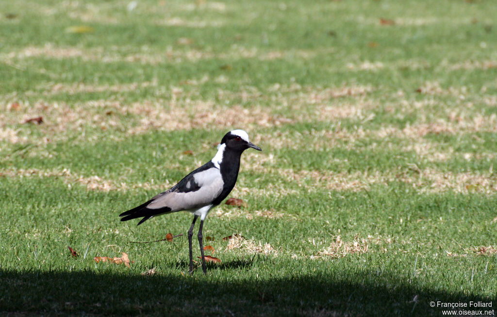 Blacksmith Lapwingadult, identification