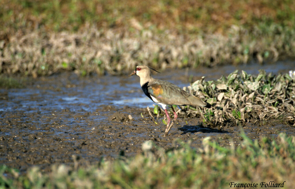 Vanneau téroadulte, identification