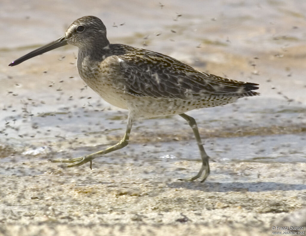 Short-billed Dowitcher