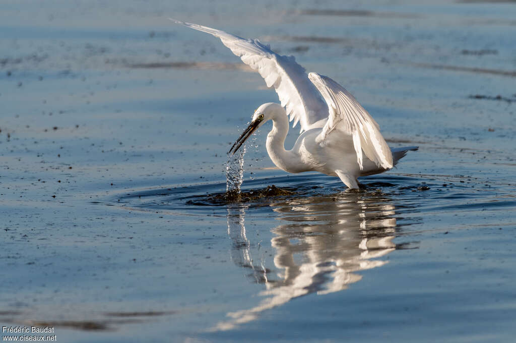 Aigrette garzetteadulte, pêche/chasse