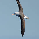 Albatros à sourcils noirs