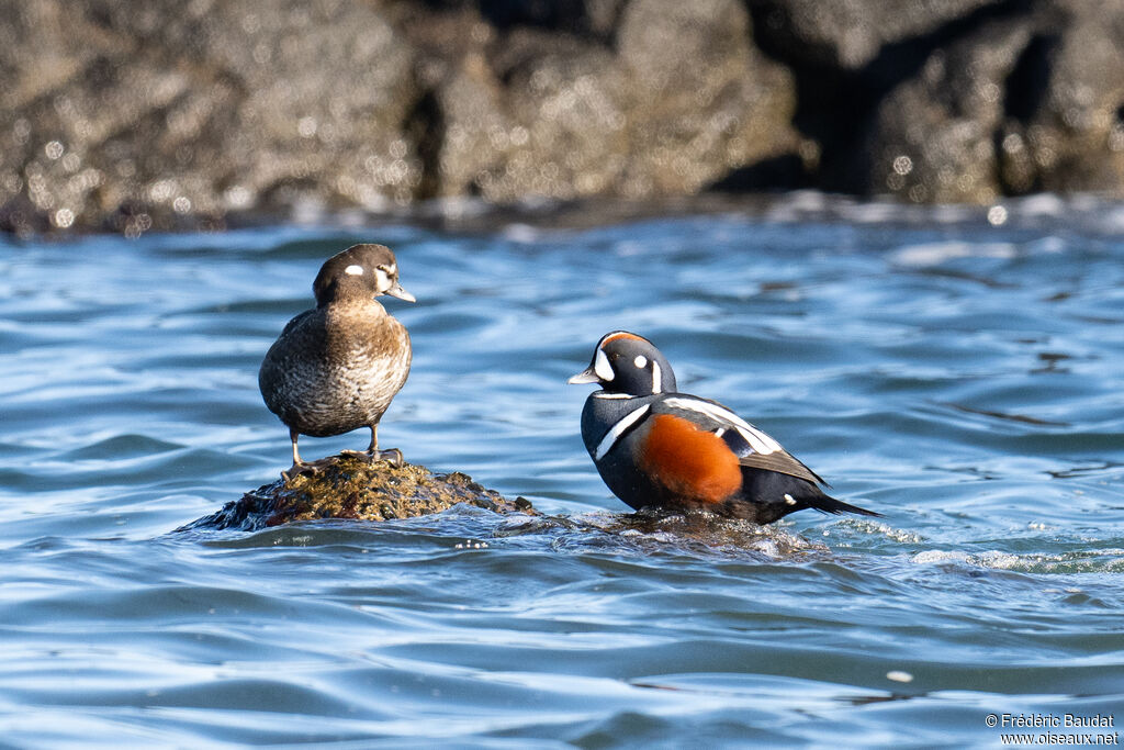Harlequin Duckadult breeding