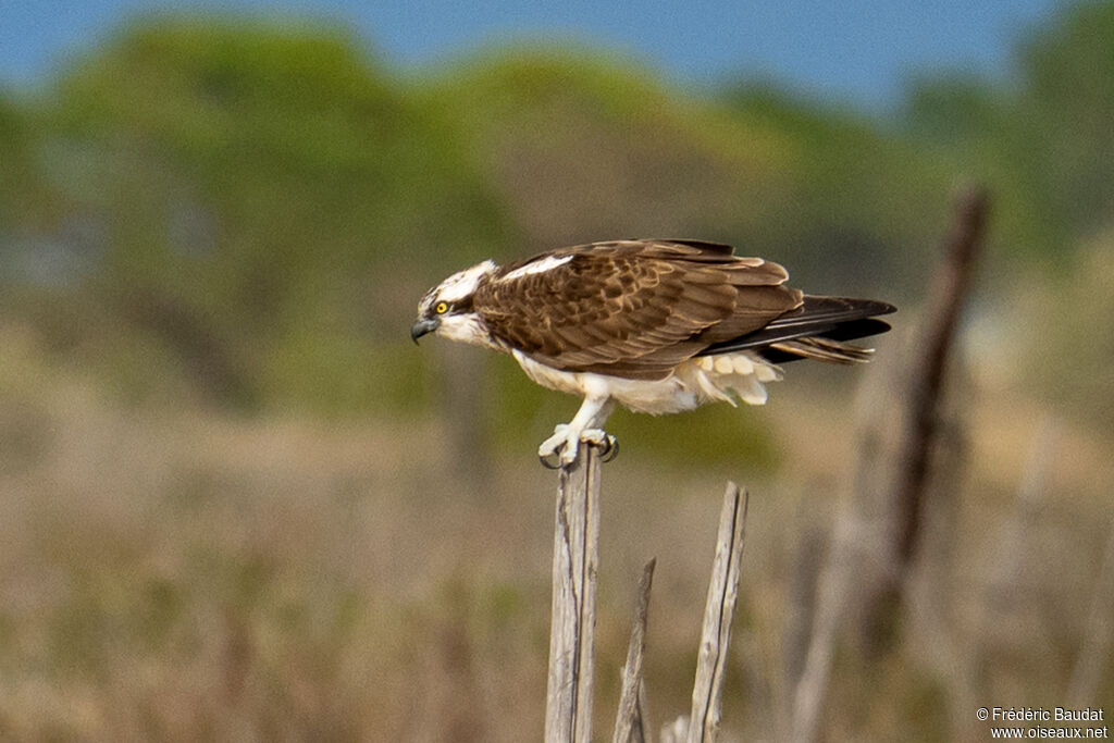 Osprey