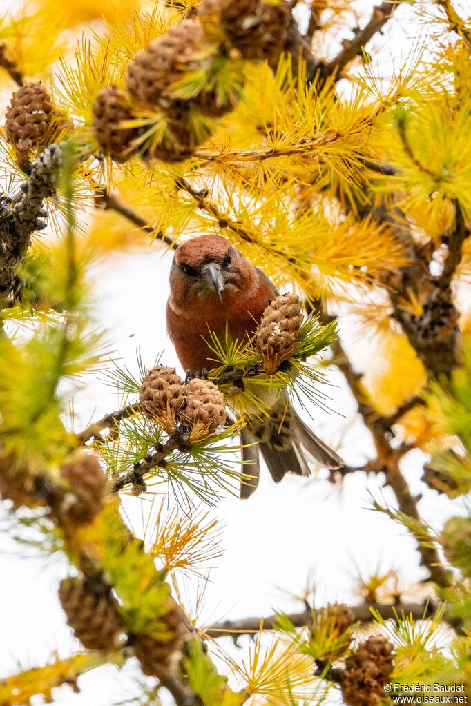 Bec-croisé des sapins mâle adulte