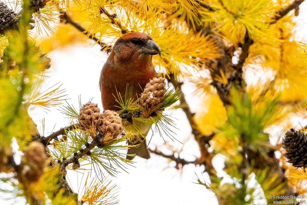 Bec-croisé des sapins
