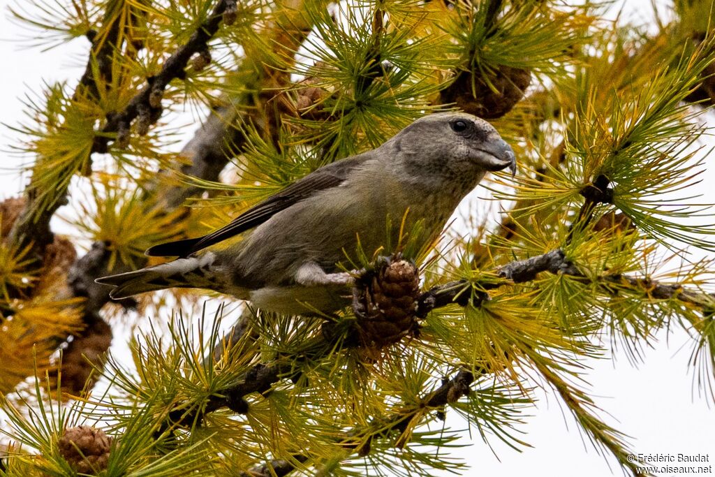 Bec-croisé des sapins femelle adulte
