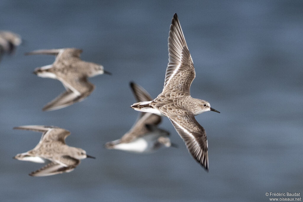 Bécasseau minuteadulte internuptial, Vol