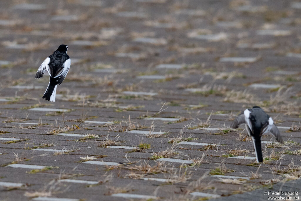 White Wagtail (lugens)adult post breeding, Flight