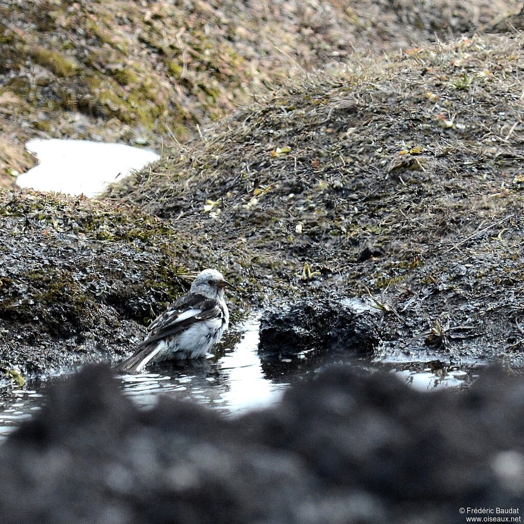 Bruant des neiges mâle adulte nuptial, Comportement