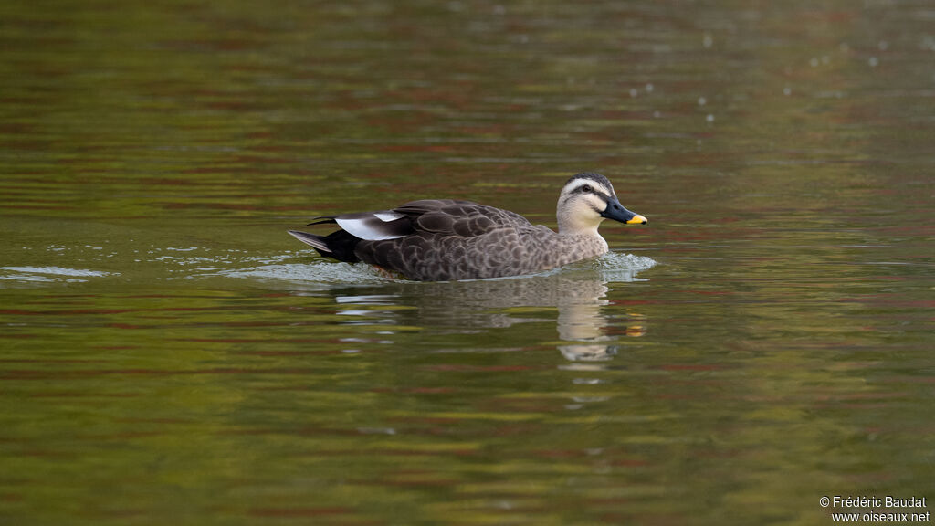 Eastern Spot-billed Duck, swimming