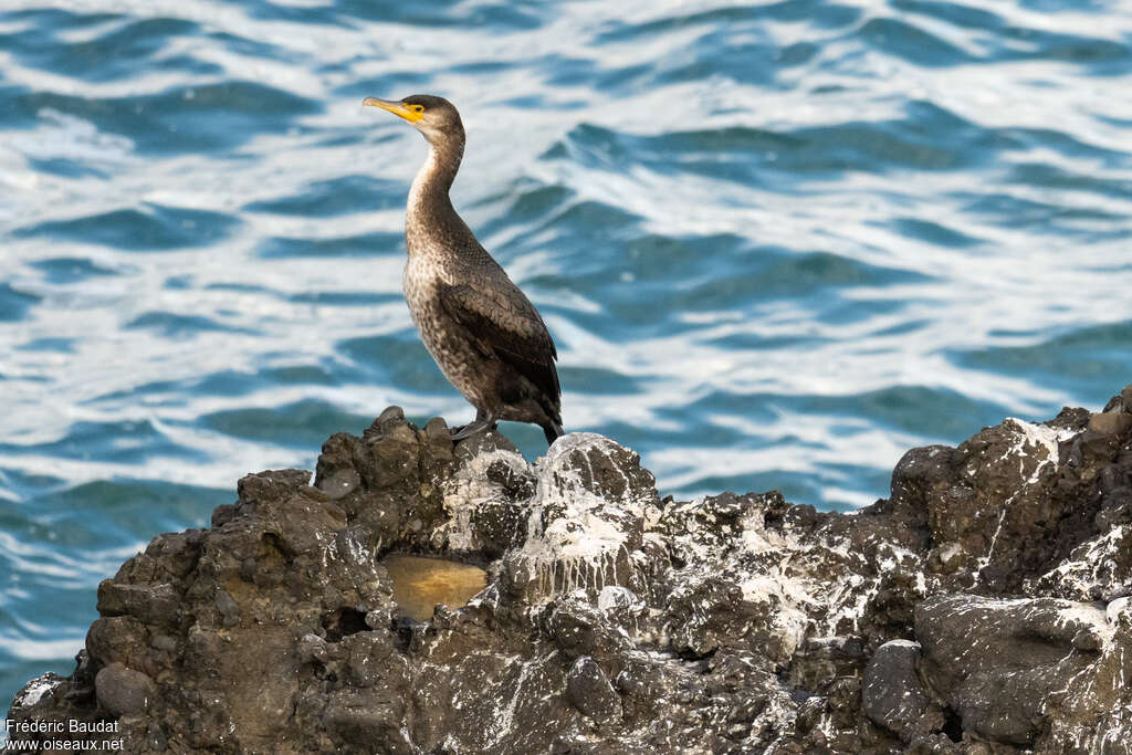 Cormoran de Temminck1ère année