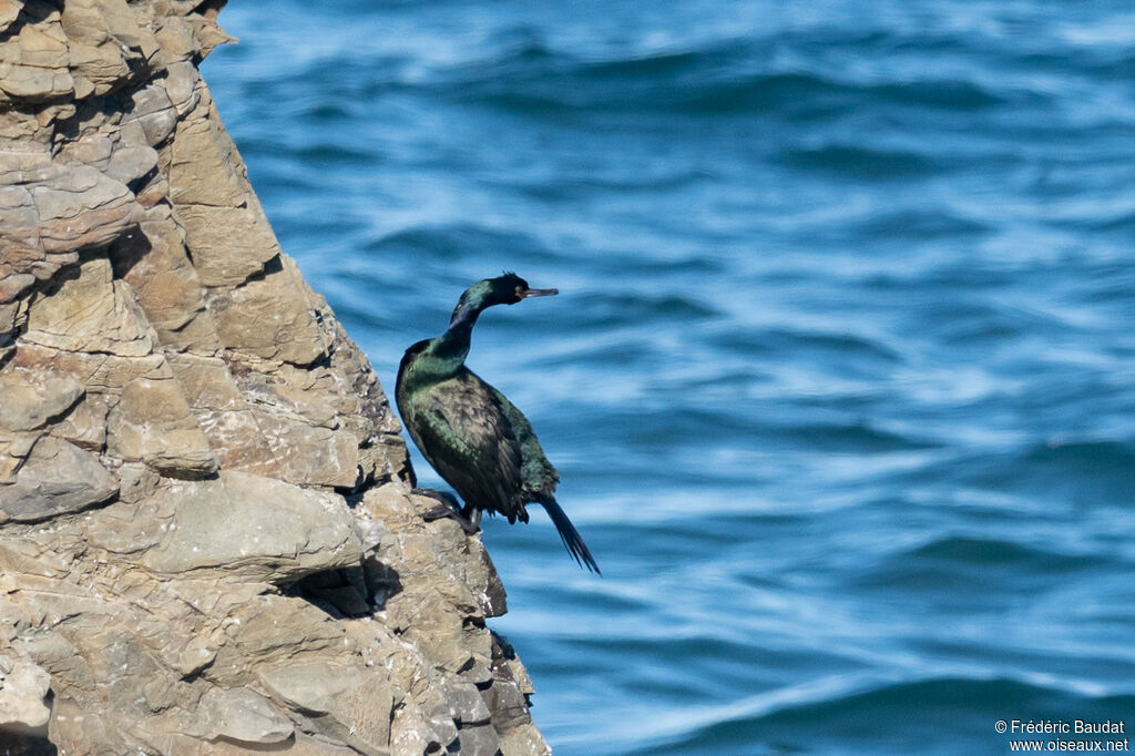 Cormoran pélagiqueadulte internuptial
