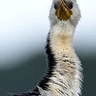 Cormoran pie
