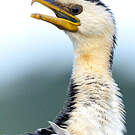 Cormoran pie