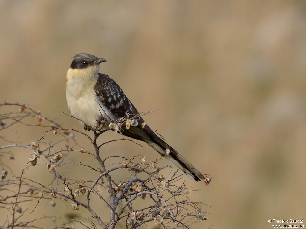Great Spotted Cuckooadult breeding, identification