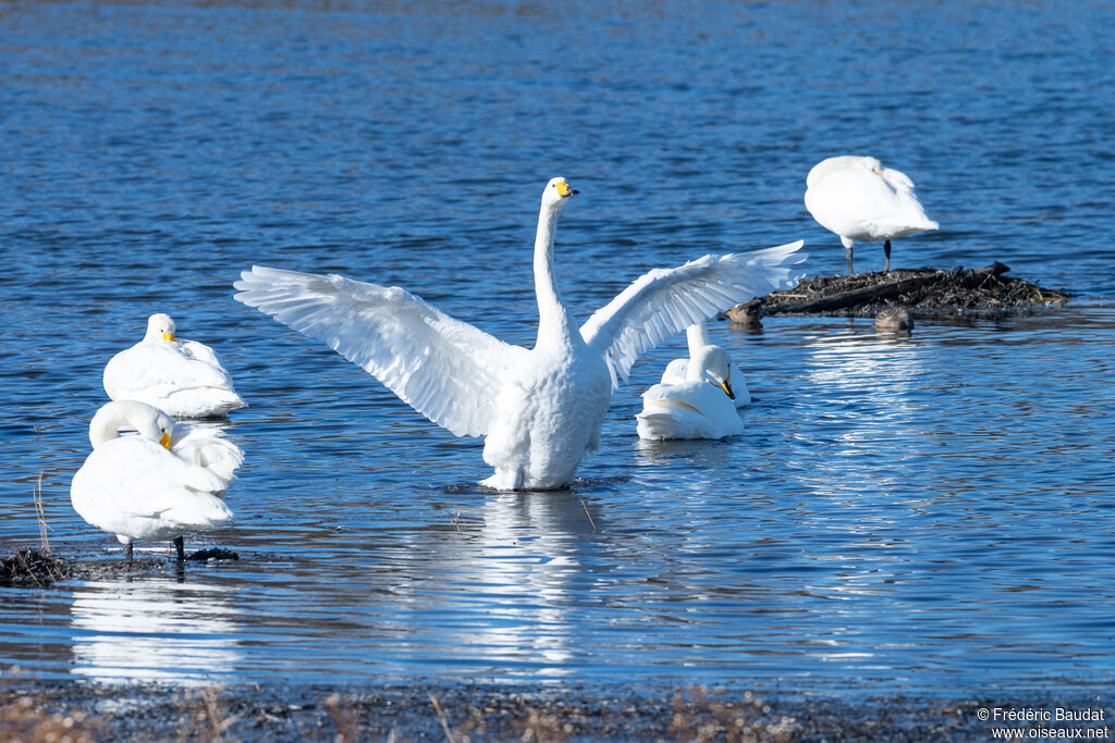 Cygne chanteuradulte