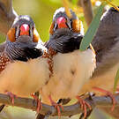 Diamant mandarin