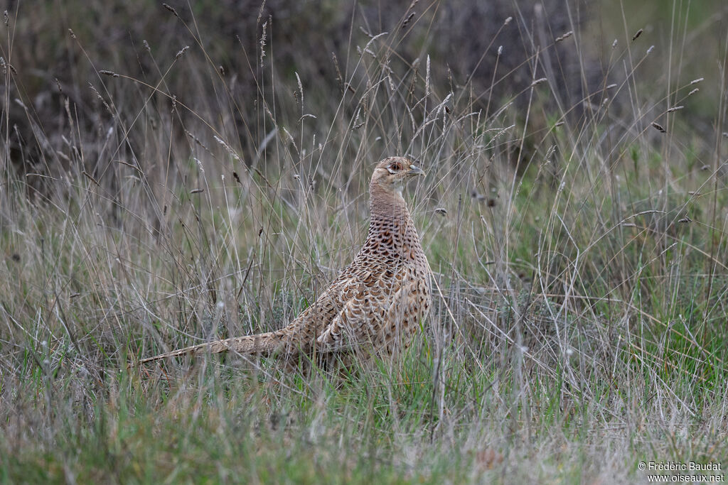 Faisan de Colchide femelle adulte