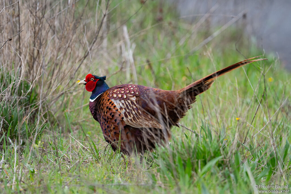 Faisan de Colchide mâle adulte nuptial