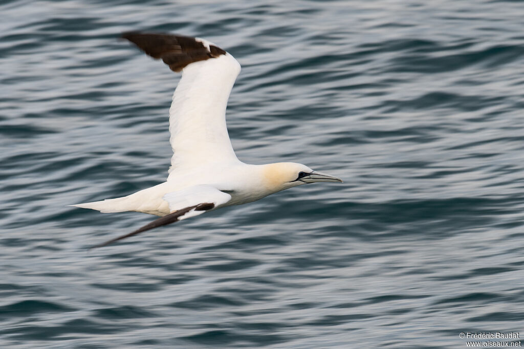 Fou de Bassanadulte internuptial, Vol