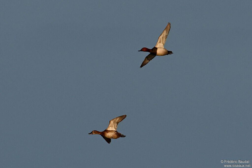 Common Pochardadult breeding, Flight