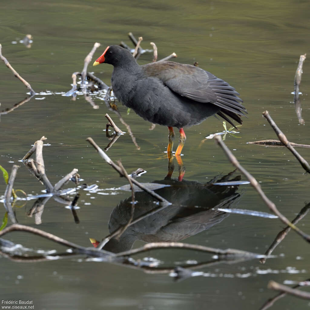 Dusky Moorhenadult
