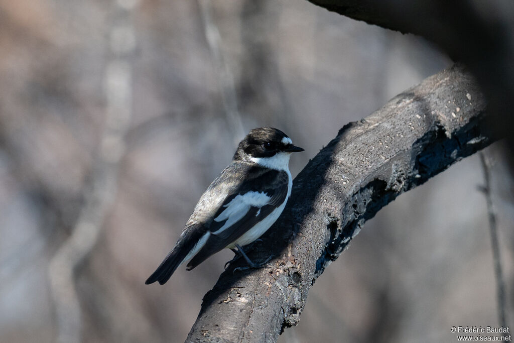 Gobemouche noir mâle nuptial