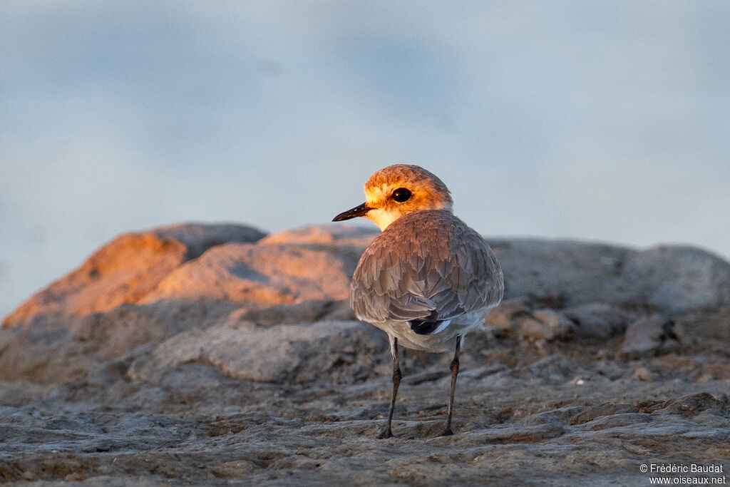 Gravelot à collier interrompu - Pluvier à collier interrompu femelle