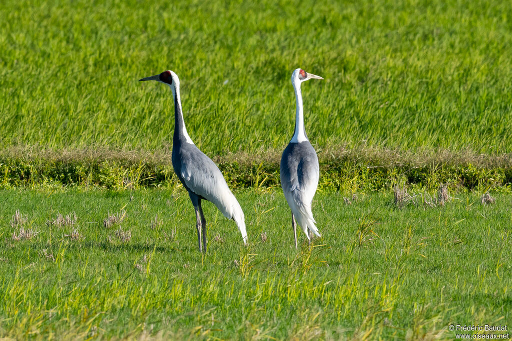 Grue à cou blancadulte